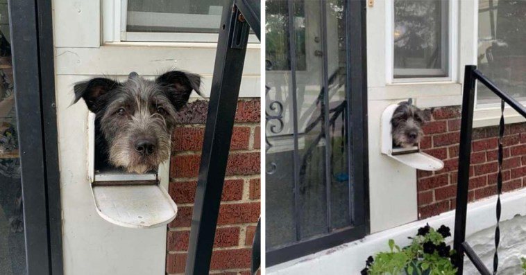 Dog Sticks His Head Out Of His Mailbox Every Morning To Greet His Neighbors