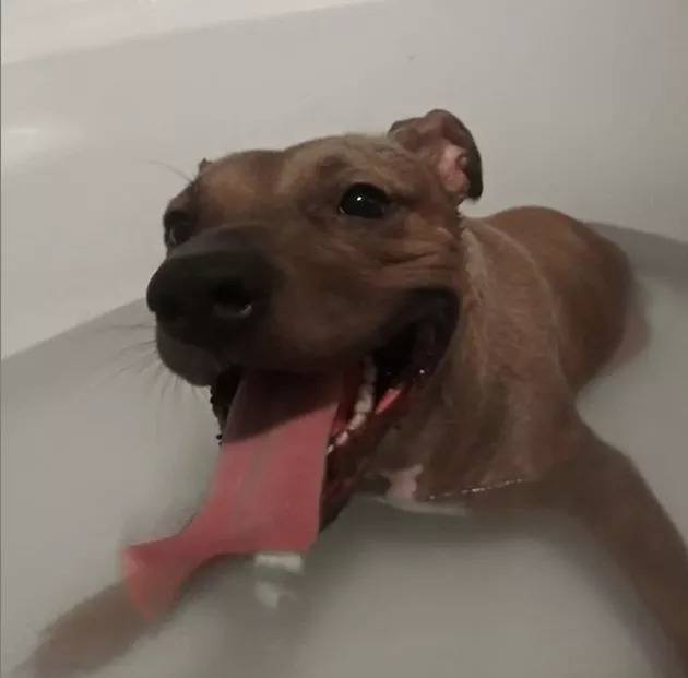 18 Doggos Chilling In Water And Debunking The Myth That Dogs Hate Bathtime