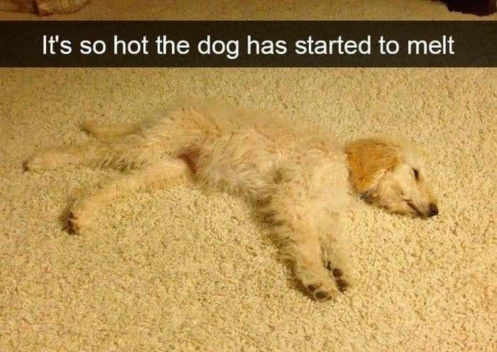 25 Snapchats Of Dogs That Prove Dogs Make Life Better