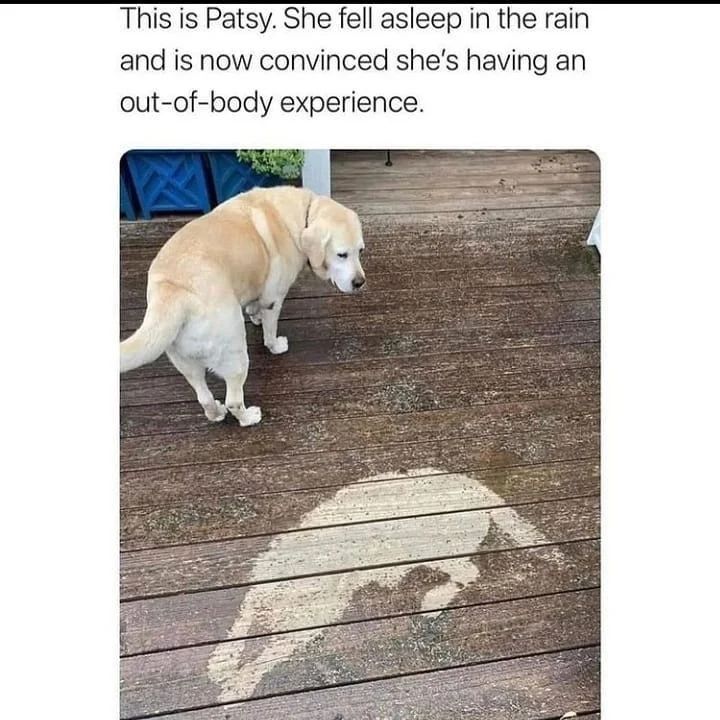 The Most Cutest Golden Retriever Videos For You