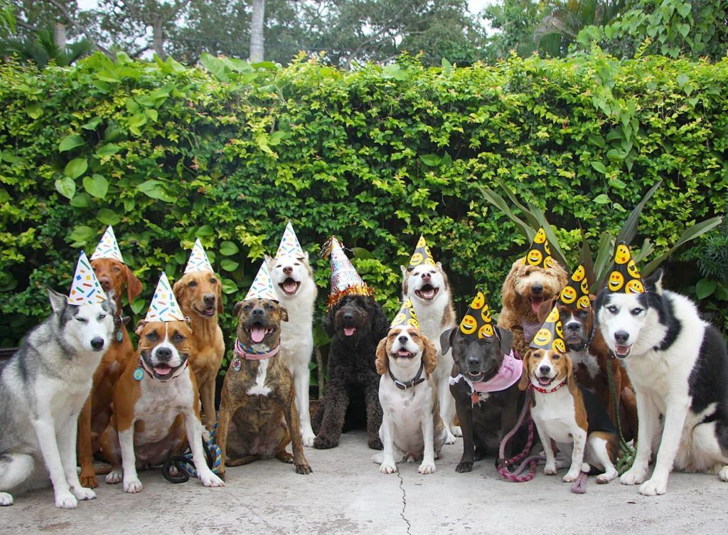 15 Perfect Dog Family Pictures That Will Put All Our Family Photos To Shame