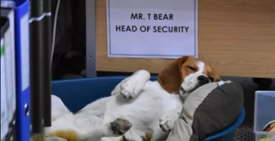 18 Adorable Dogs Working Super Hard At The Office