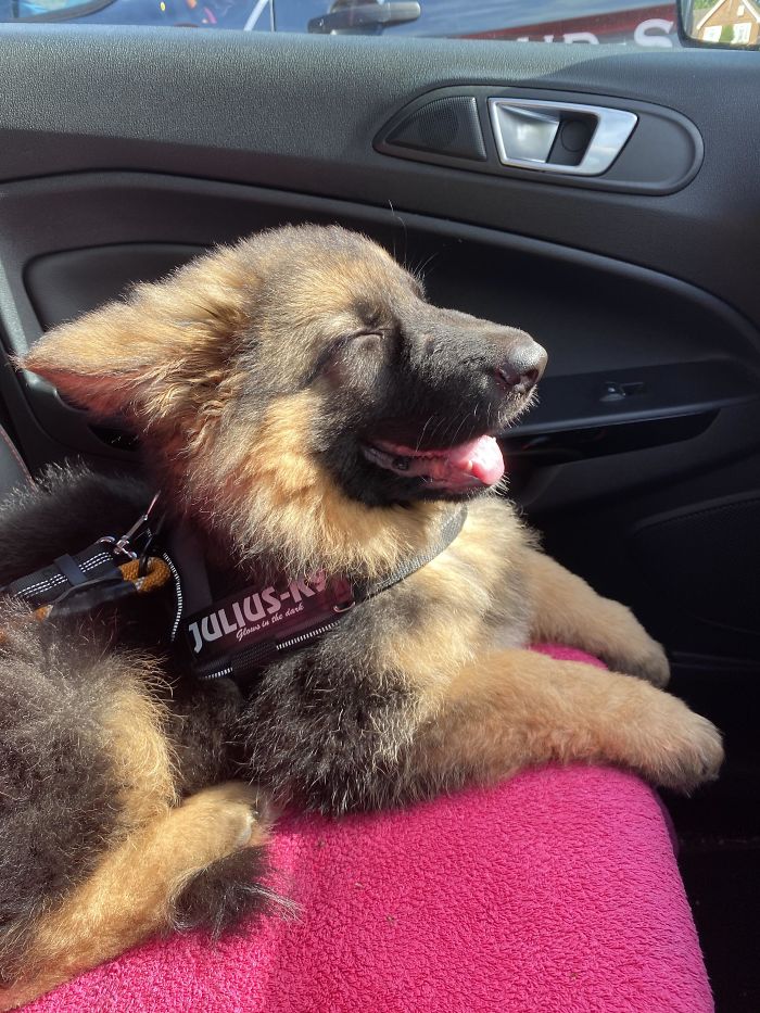 30 Adorably ‘Tough’ Police Puppies That Are Ensuring Paw And Order