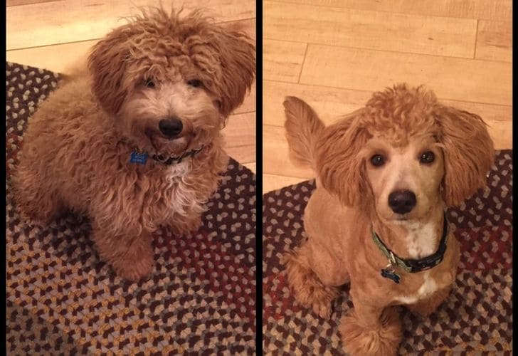 15 Funny Haircuts That Make Pets Look Almost Humans