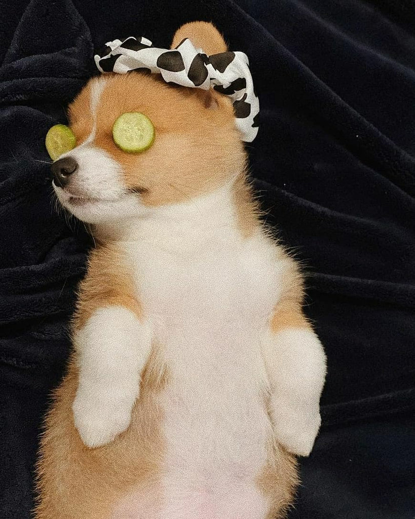 Daily Doggo Funny Videos Will Make You Smile #171
