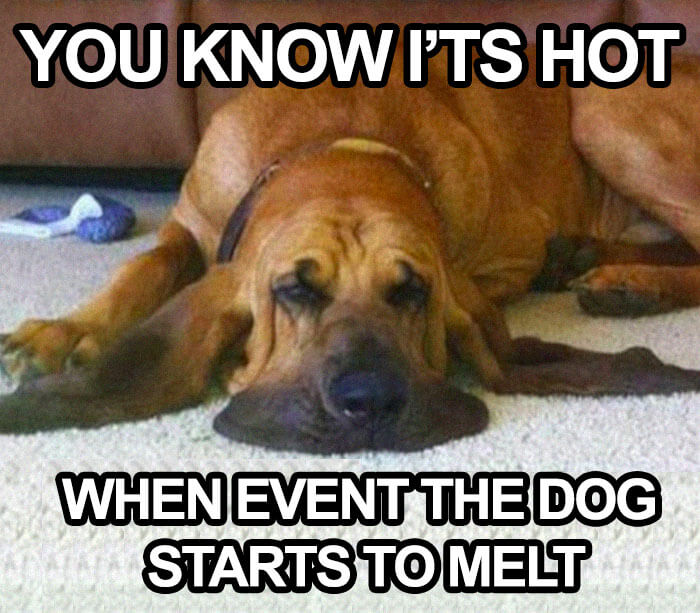 20 Funny Dog Memes That Shows Life With Dogs Is Hilarious