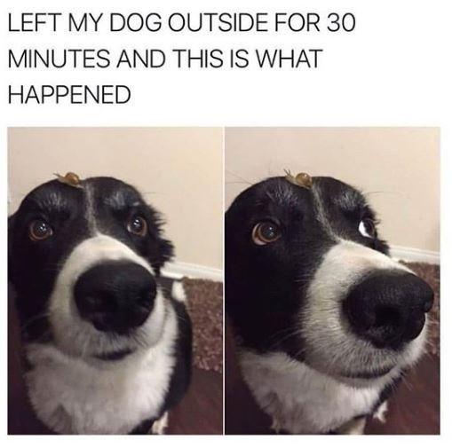28 Of The Most Hilarious Fetchin’ Hot Doggo Memes