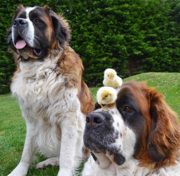 Giant Dogs Become Foster Fathers To Baby Goat And Raise It As Their Own