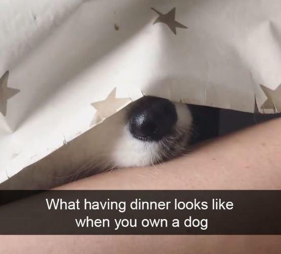 24 Doggo Snapchats That Are Living Proof Of How Funny Life Is With Dogs