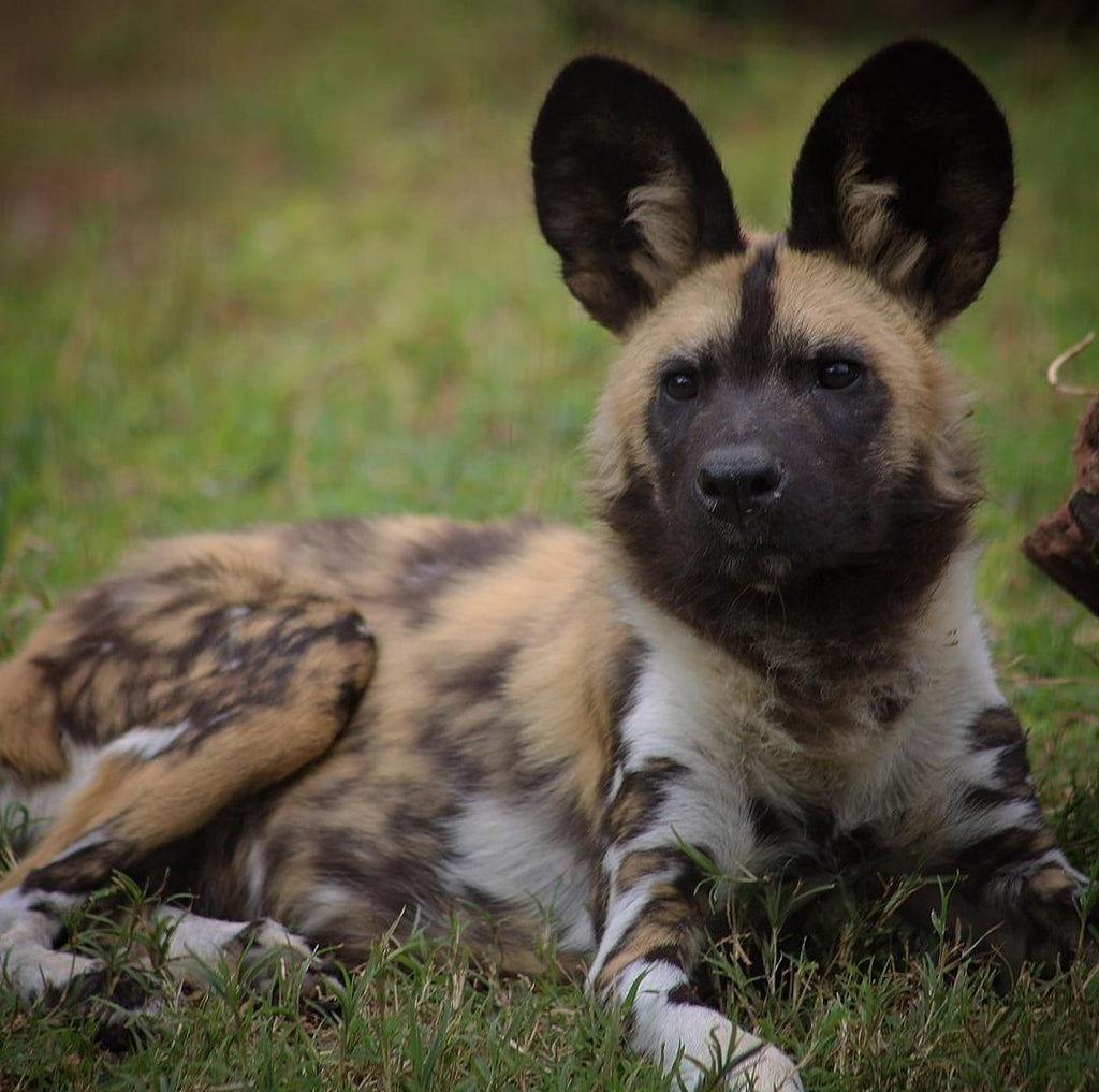20 Dogs With Unusual But Majestic Fur Markings