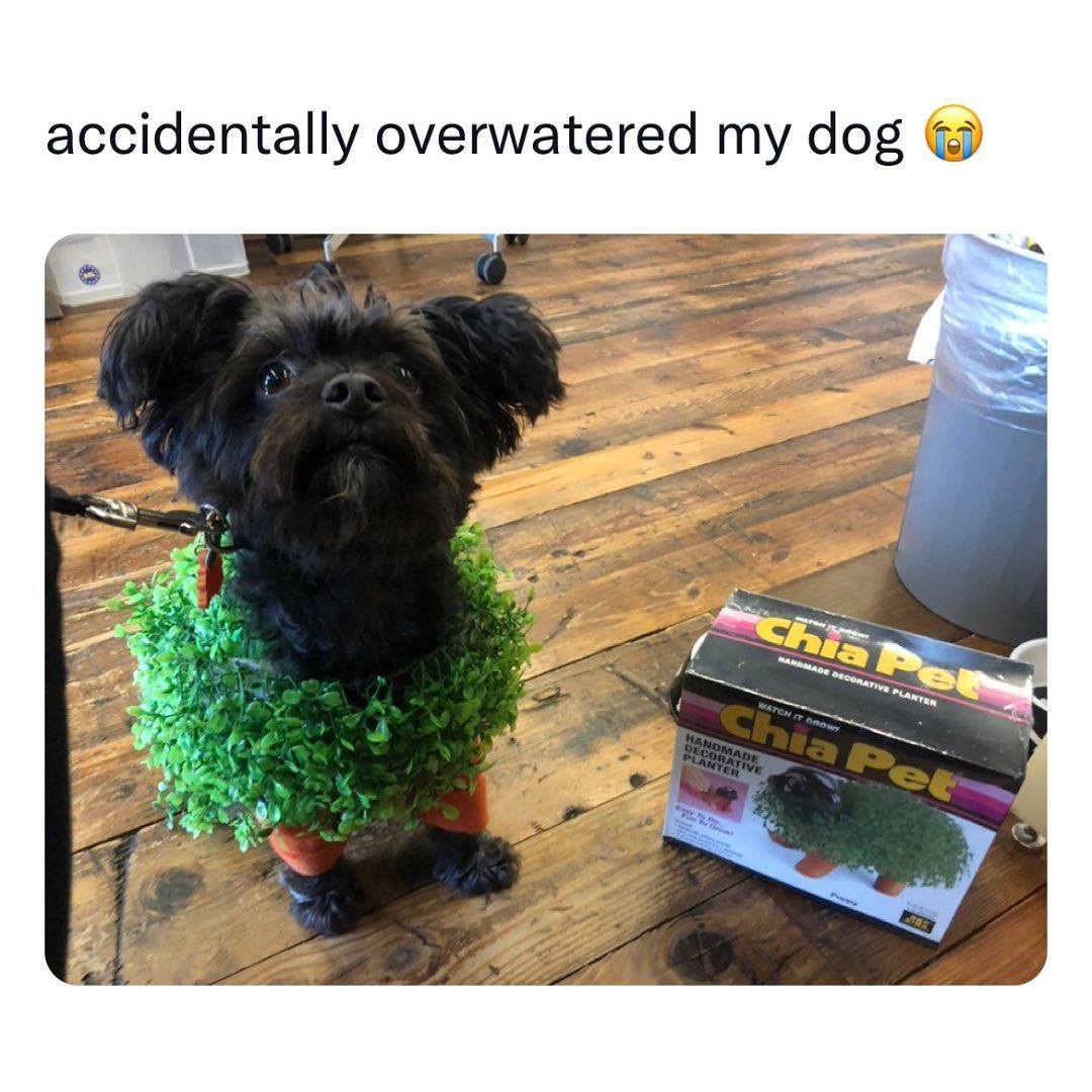 Daily Doggo Funny Videos Will Make You Smile #154 – KingdomOfDoggos