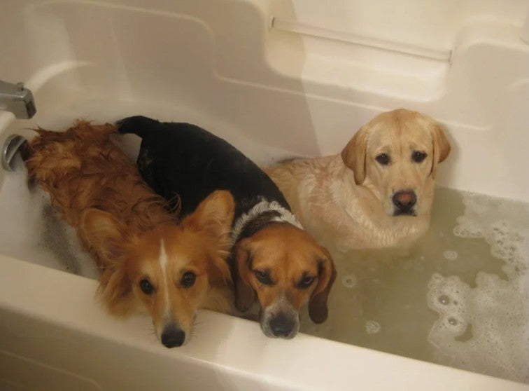 20 Dramatic Dogs Throwing Tantrums To Avoid Bath Time