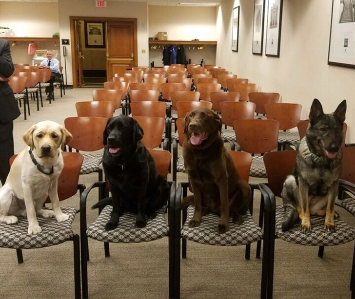 26 Hardworking And Tireless Dogs Assisting Humans Could Become “Employees Of The Month”