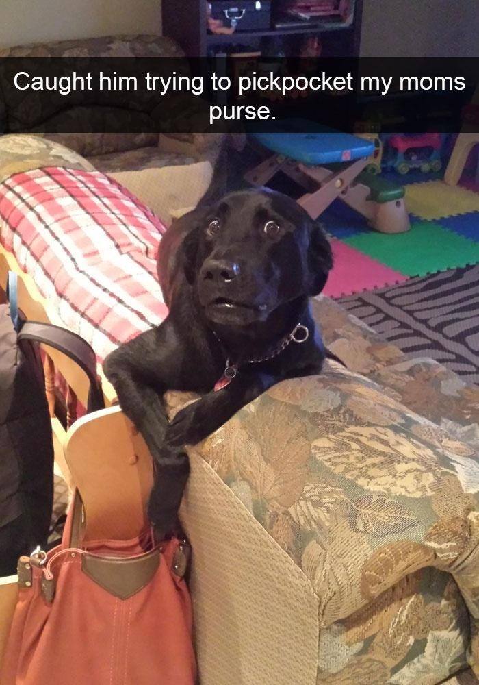 Dog Snapchats Showing How Life With Dogs Is A Hysterical Adventure