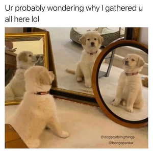 Daily Doggo Funny Videos Will Make You Smile #158