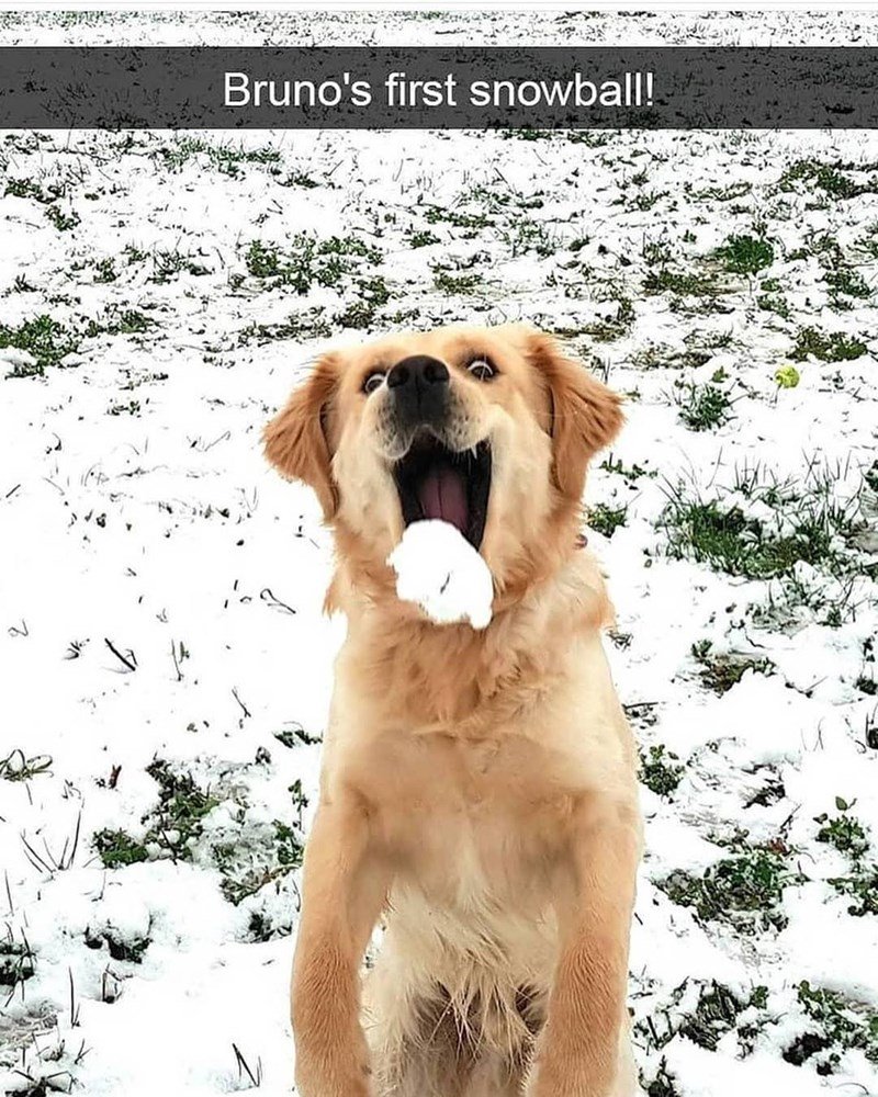 Daily Doggo Funny Videos Will Make You Smile #159