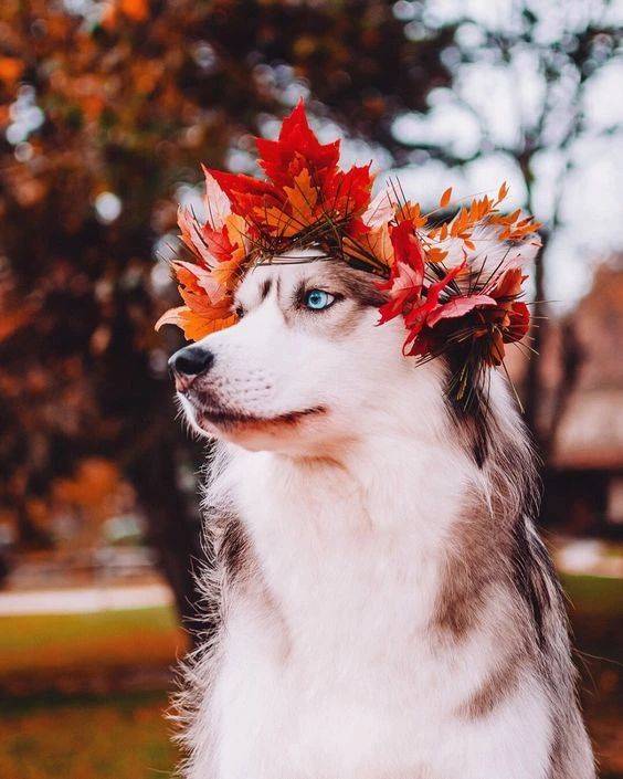 Doggo Daily Daily Doggo Funny Videos Will Make You Smile #20 β KingdomOfDoggos
