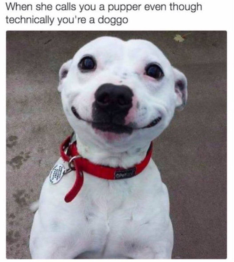 Daily Doggo Funny Videos Will Make You Smile #43