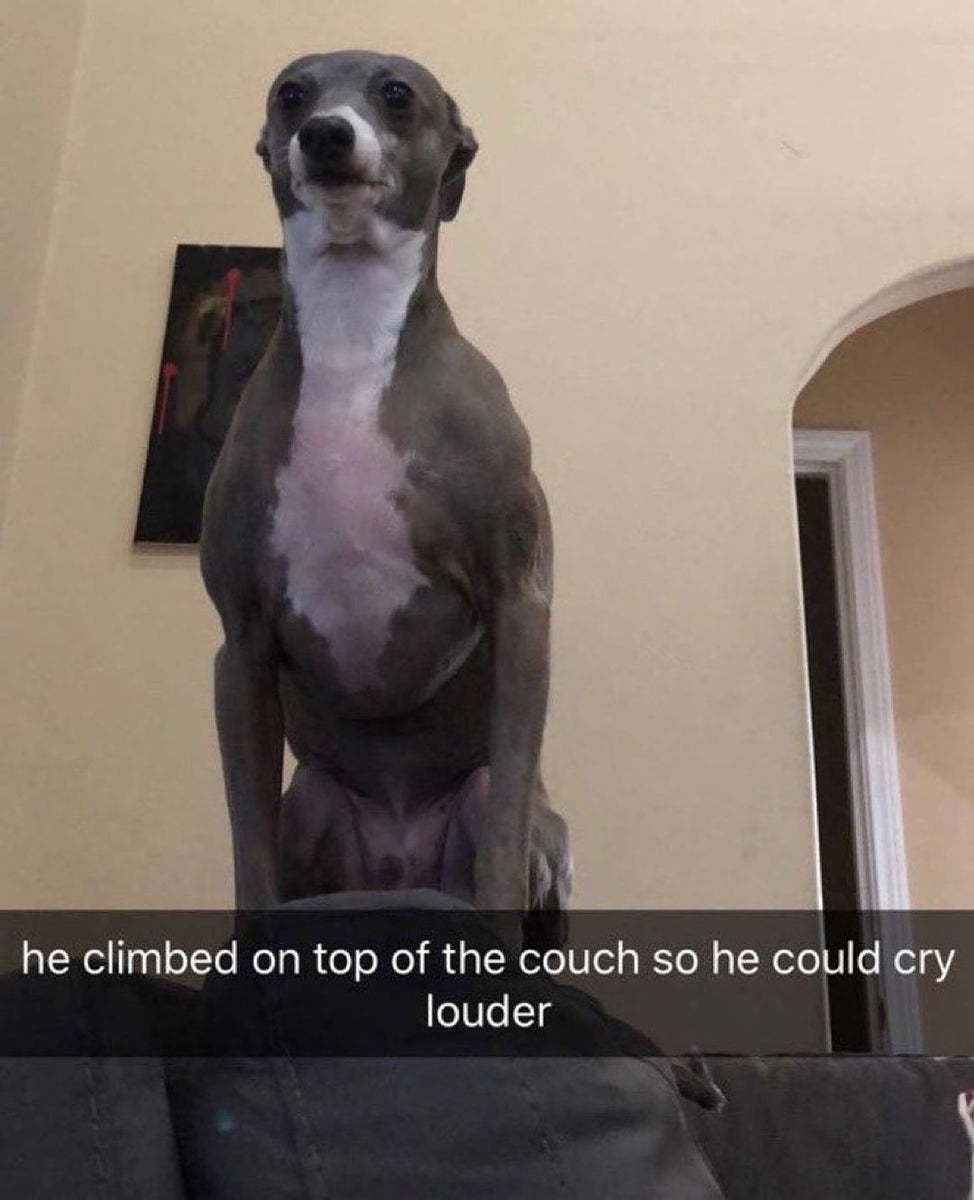 Daily Doggo Funny Videos Will Make You Smile #63 – KingdomOfDoggos