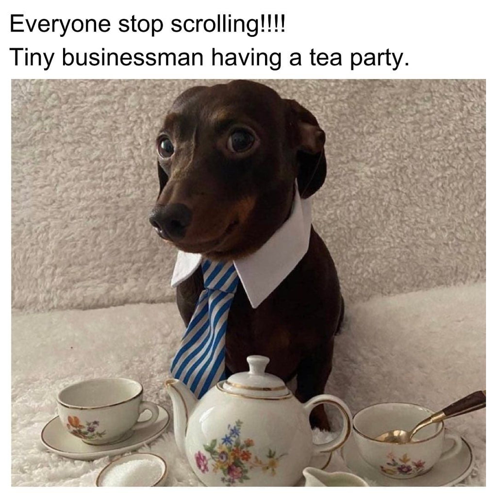Daily Doggo Funny Videos Will Make You Smile #104
