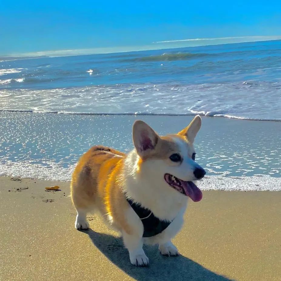 Doggo Daily Daily Doggo Funny Videos Will Make You Smile #53 β KingdomOfDoggos
