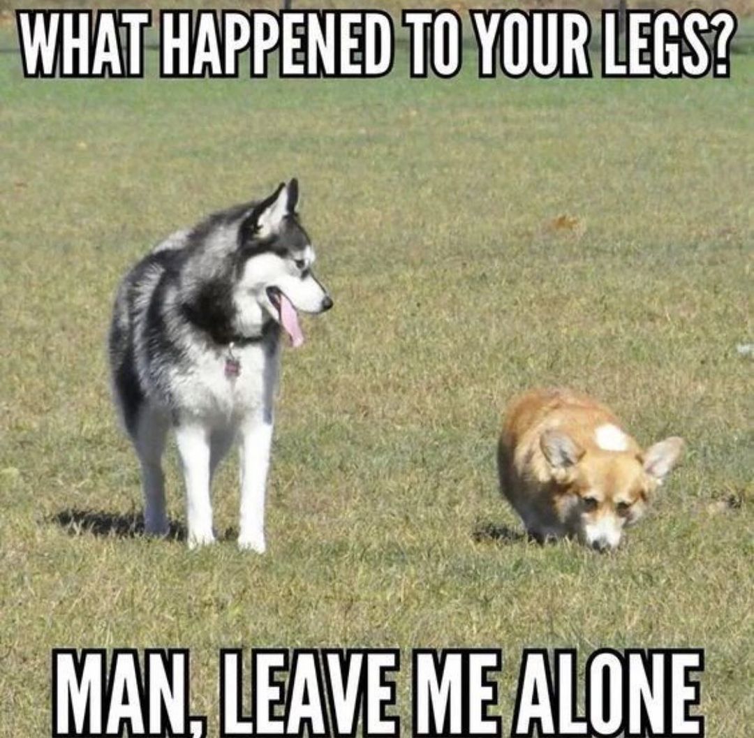 Daily Doggo Funny Videos Will Make You Smile #75 – KingdomOfDoggos