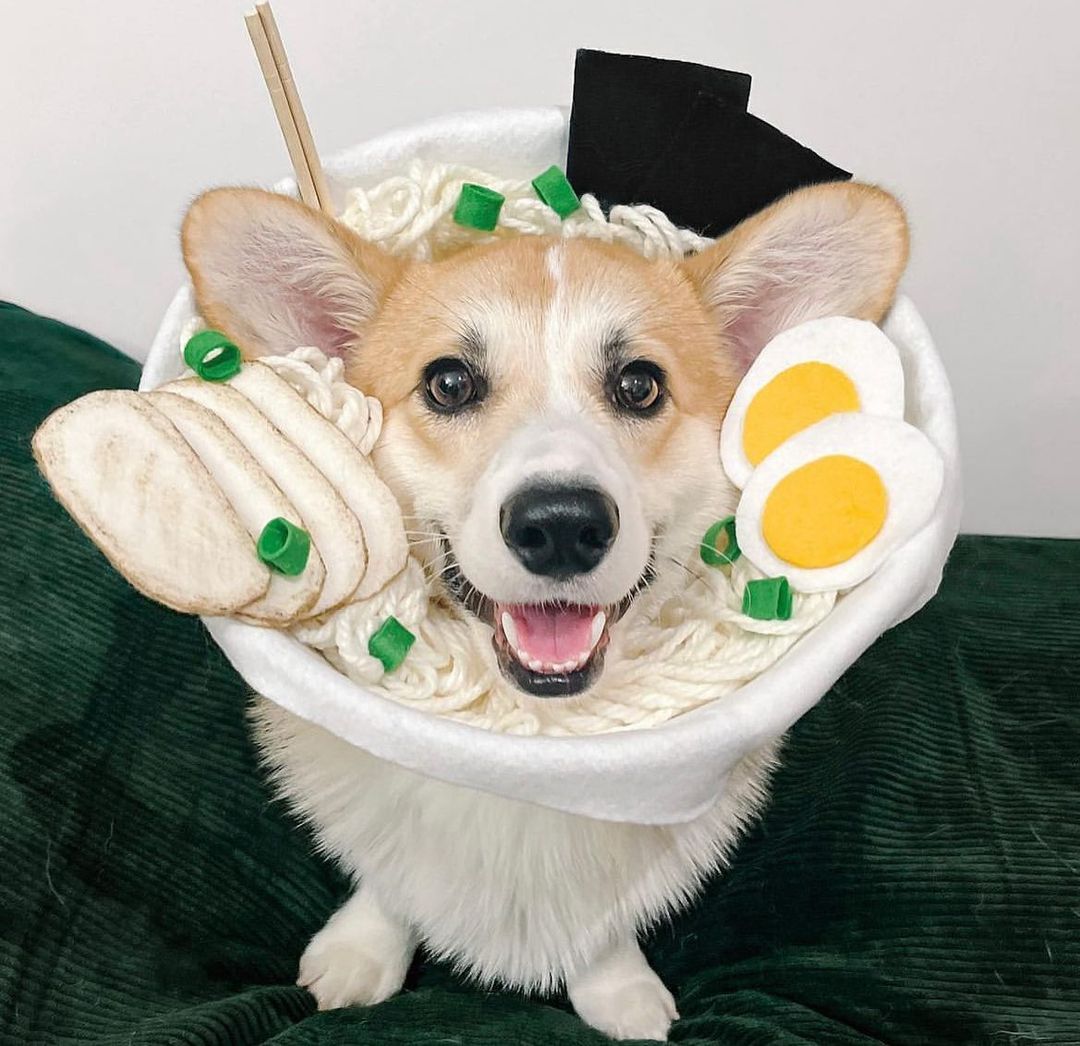 Daily Doggo Funny Videos Will Make You Smile #54 – KingdomOfDoggos