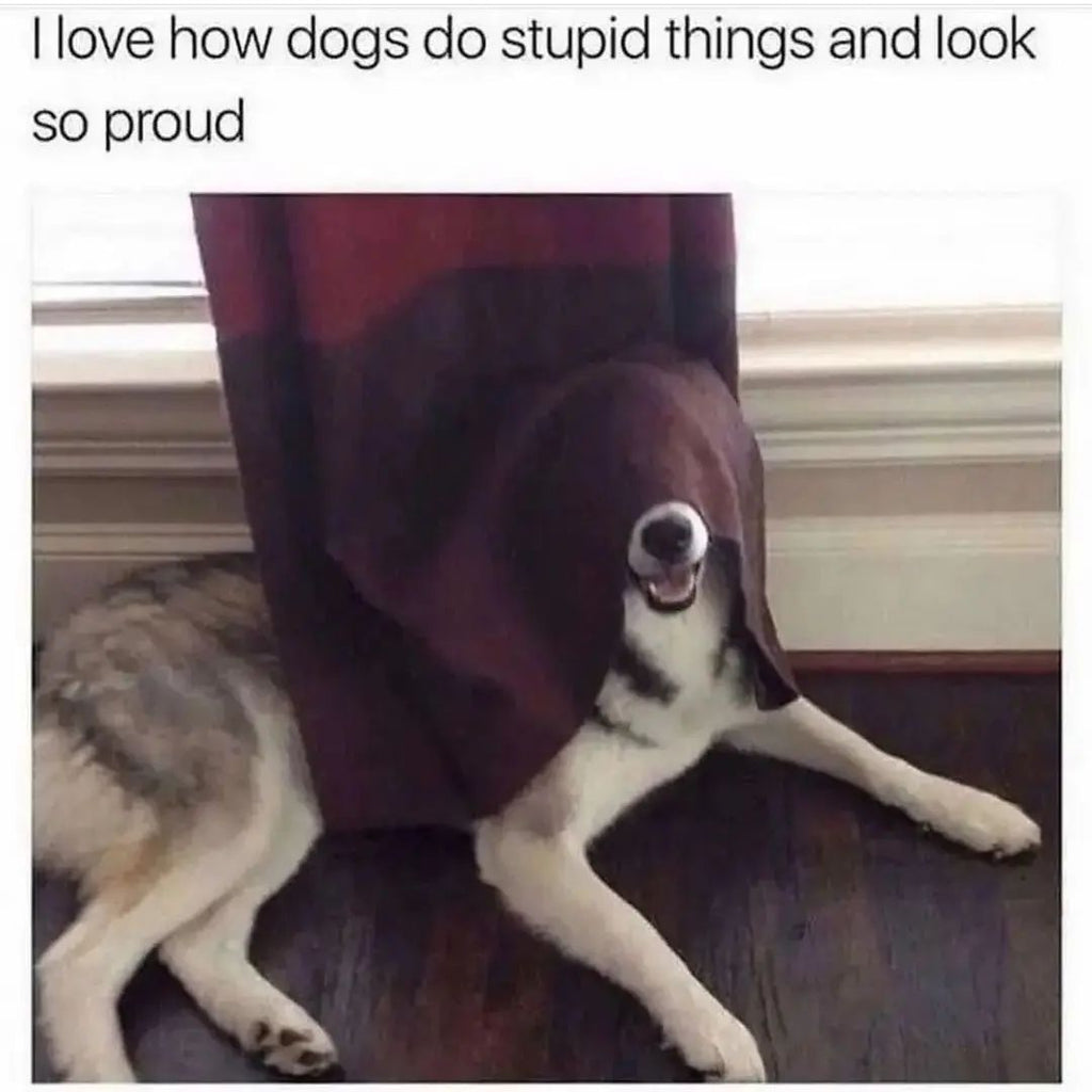 Funny Doggo Videos Will Make You Smile