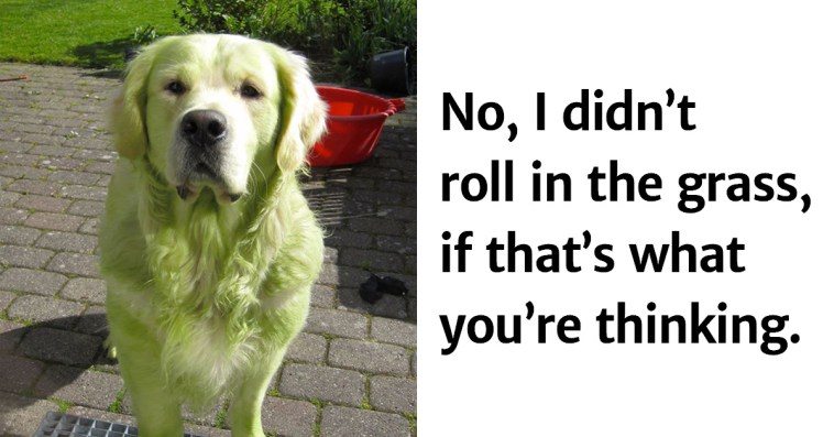 16 Photos Of Dogs That Are Not Guilty At All