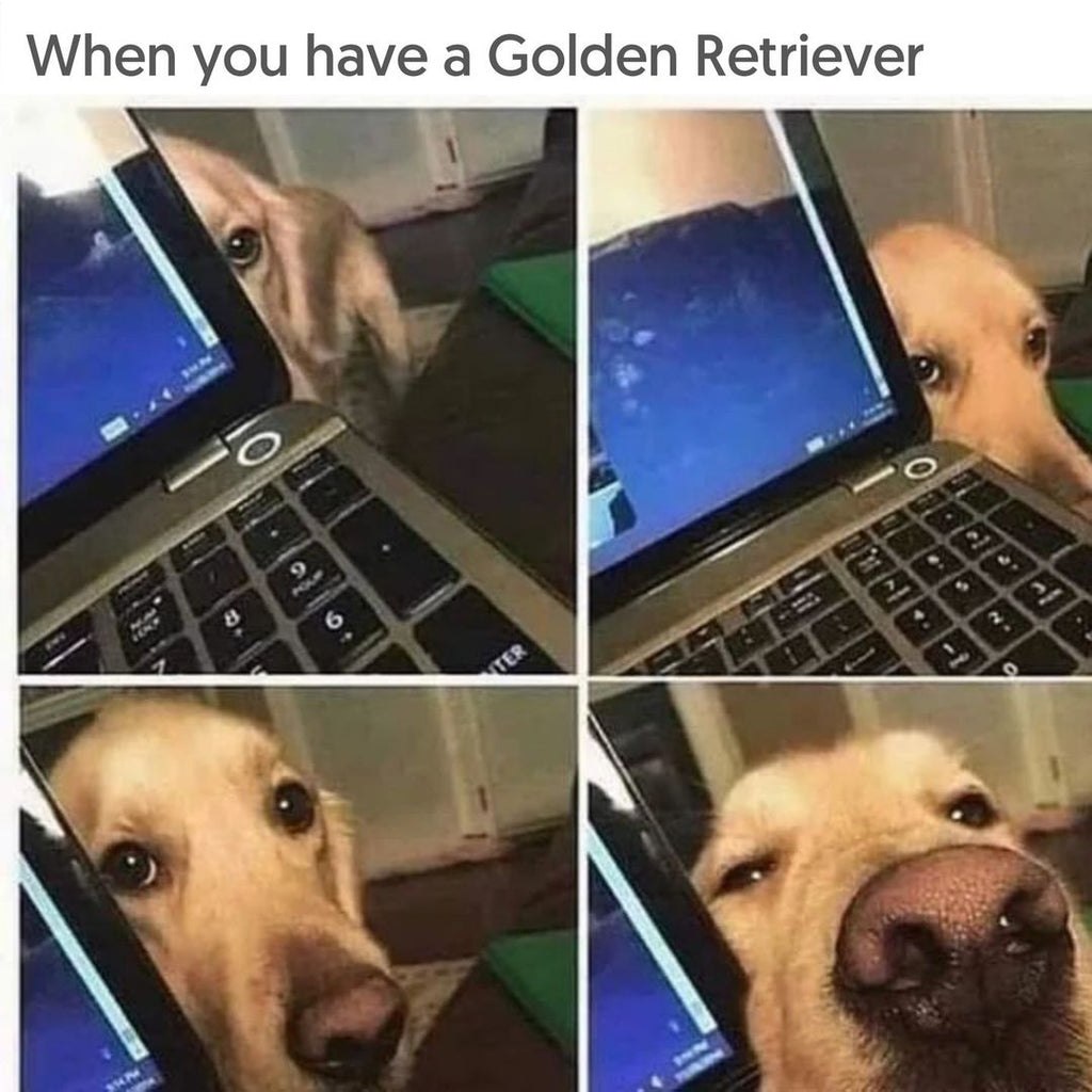 Daily Doggo Funny Videos Will Make You Smile #144
