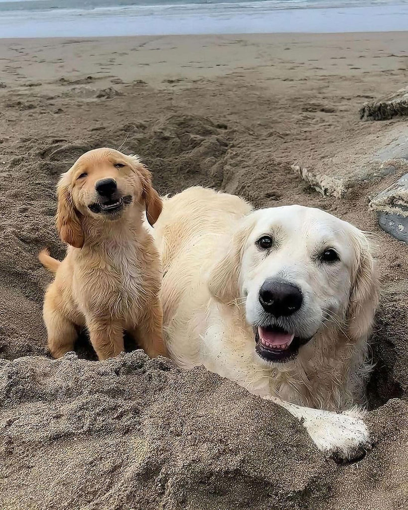 Funny Golden Retriever Videos Will Make You Smile #35