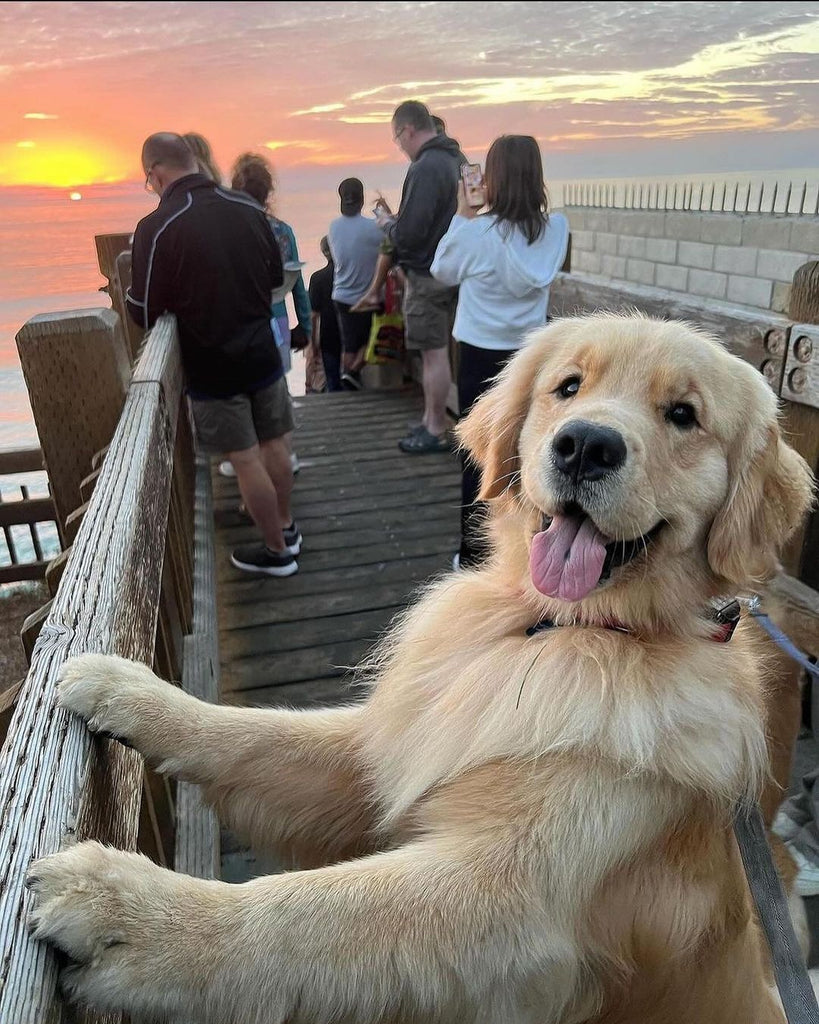 Daily Doggo Funny Videos Will Make You Smile #185