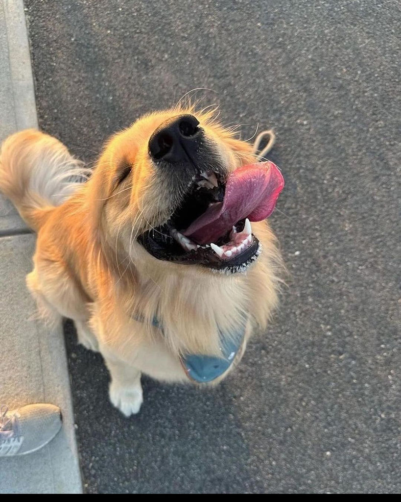 Daily Doggo Funny Videos Will Make You Smile #178