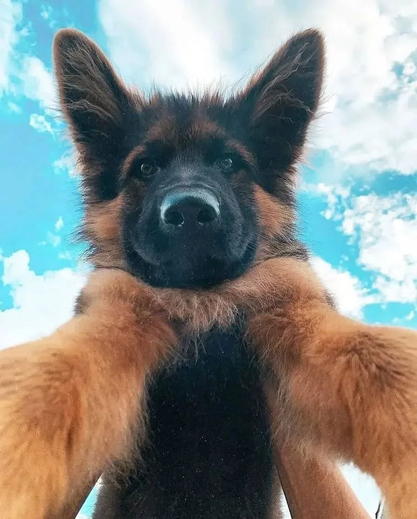 Funny German Shepherd Videos Will Make You Smile #8