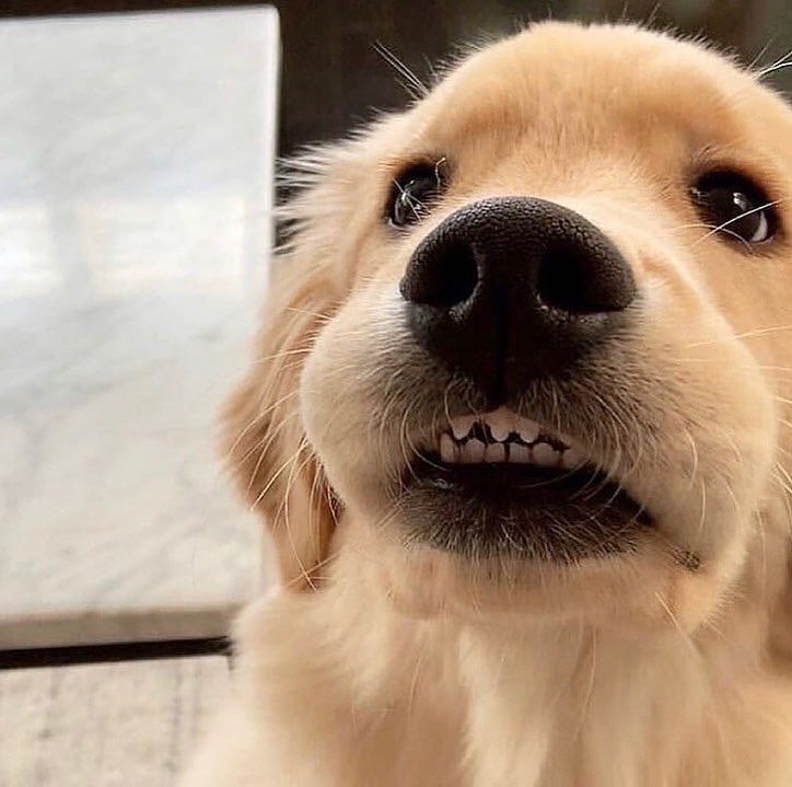Funny Golden Retriever Videos Will Make You Smile #75