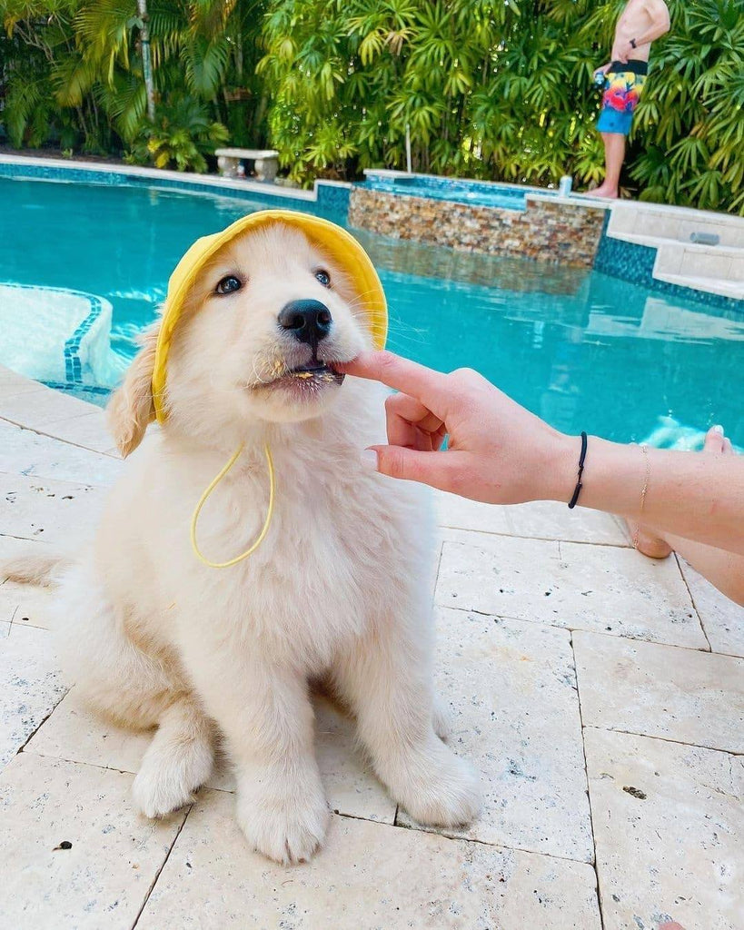 Funny Golden Retriever Videos Will Make You Smile #87