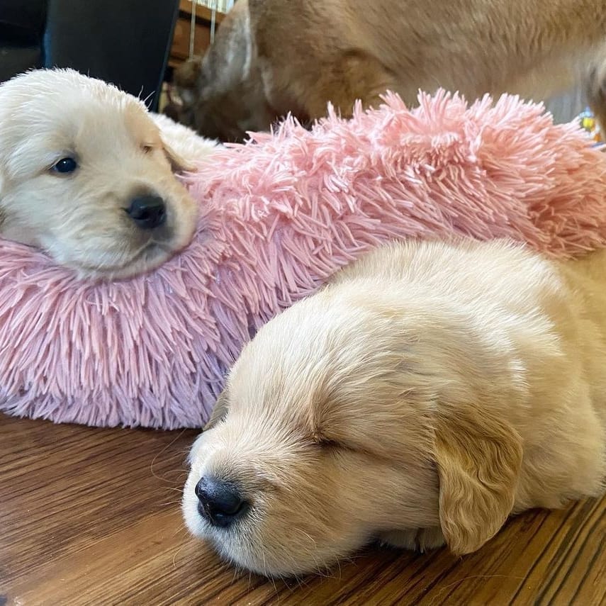 Funny Golden Retriever Videos Will Make You Smile #84