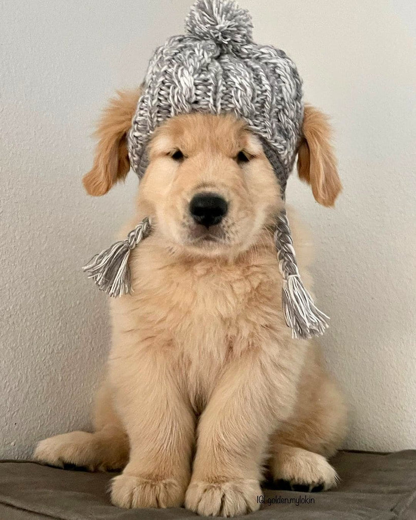 Funny Golden Retriever Videos Will Make You Smile #86