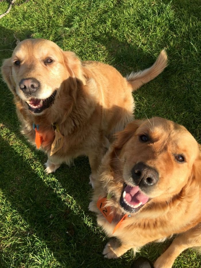 Funny Golden Retriever Videos Will Make You Smile #83