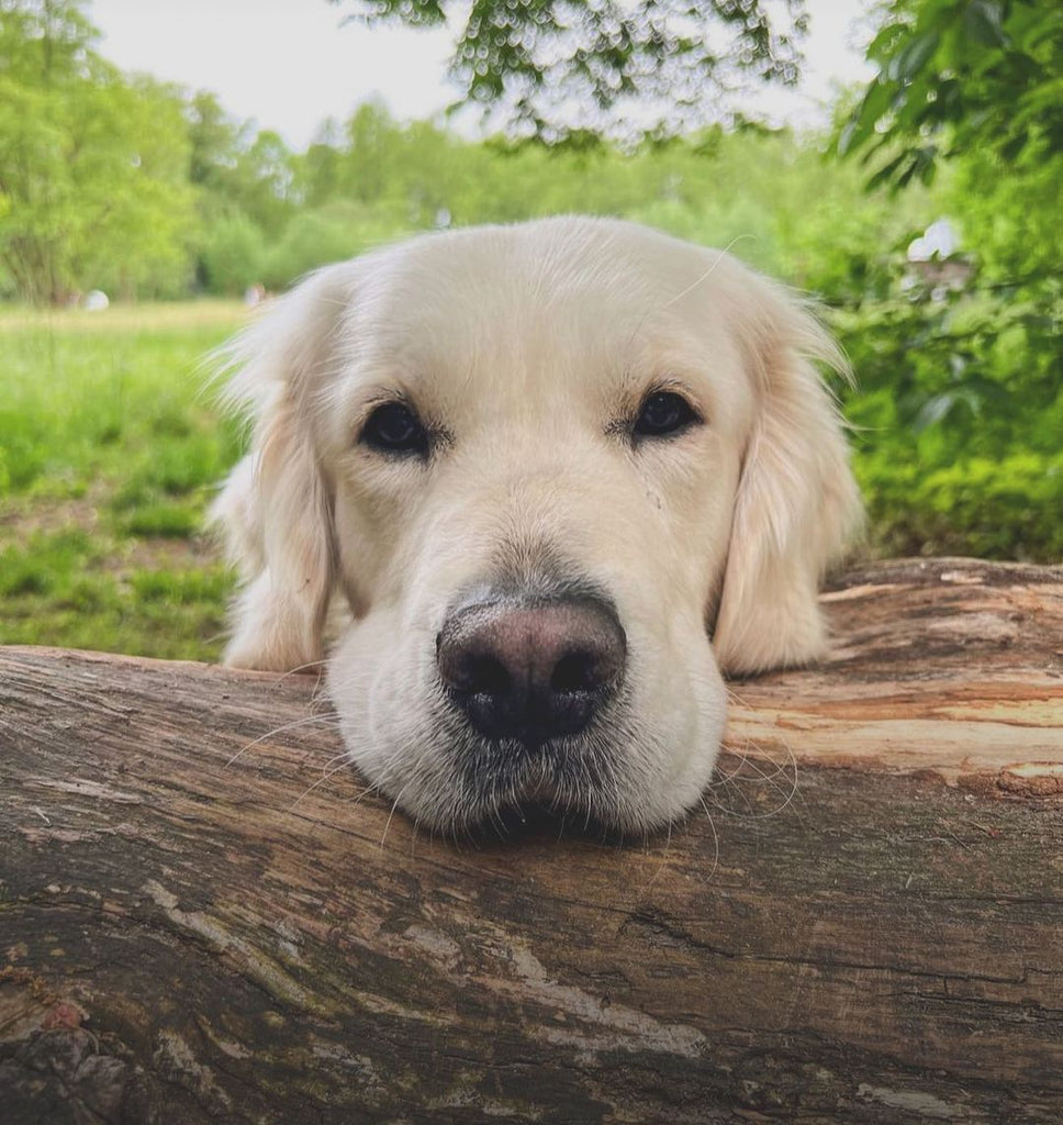 Funny Golden Retriever Videos Will Make You Smile #78