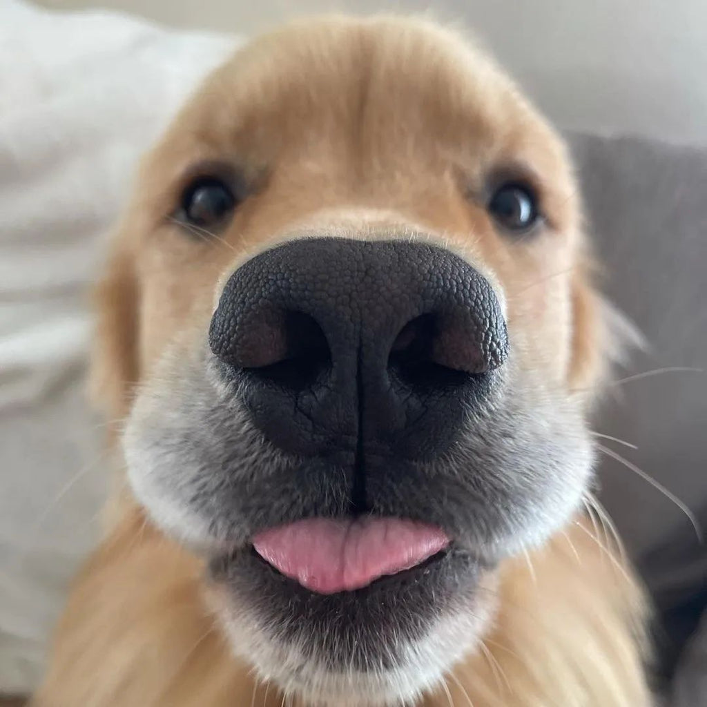 Funny Golden Retriever Videos Will Make You Smile #79