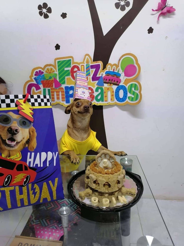 Adorable Dog Couldn’t Be Any Happier With His Own Surprise Party