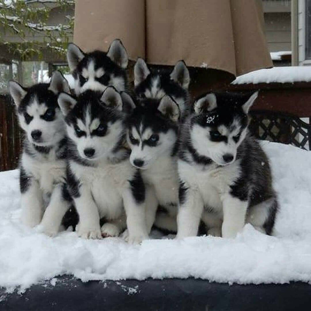 Husky Fur Babies Videos And Pictures For You