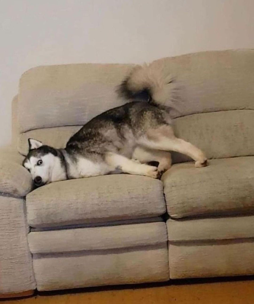 Daily Husky Funny Videos Will Make You Smile #16