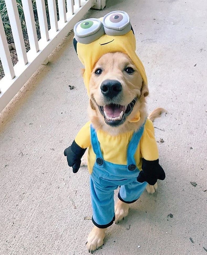 Daily Doggo Funny Videos Will Make You Smile #177