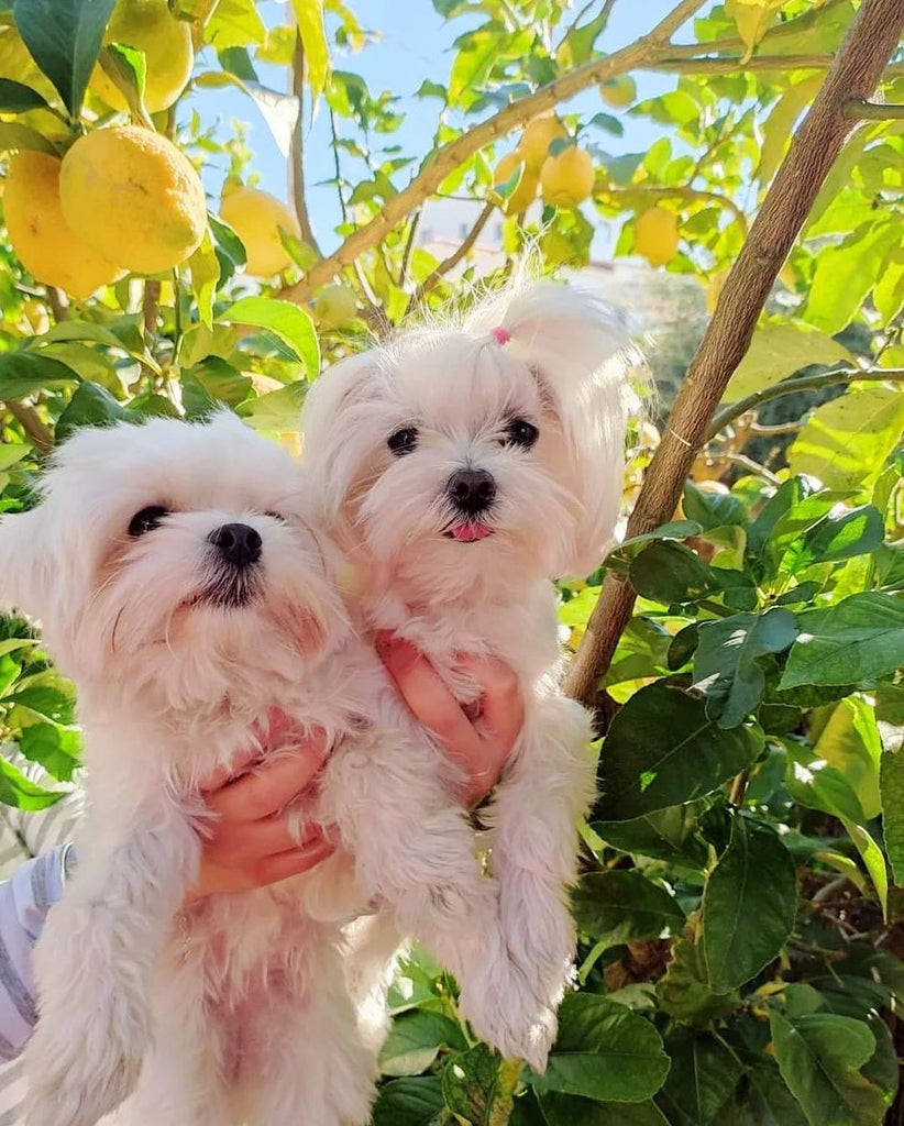 The Most Cutest Maltese Videos and Images