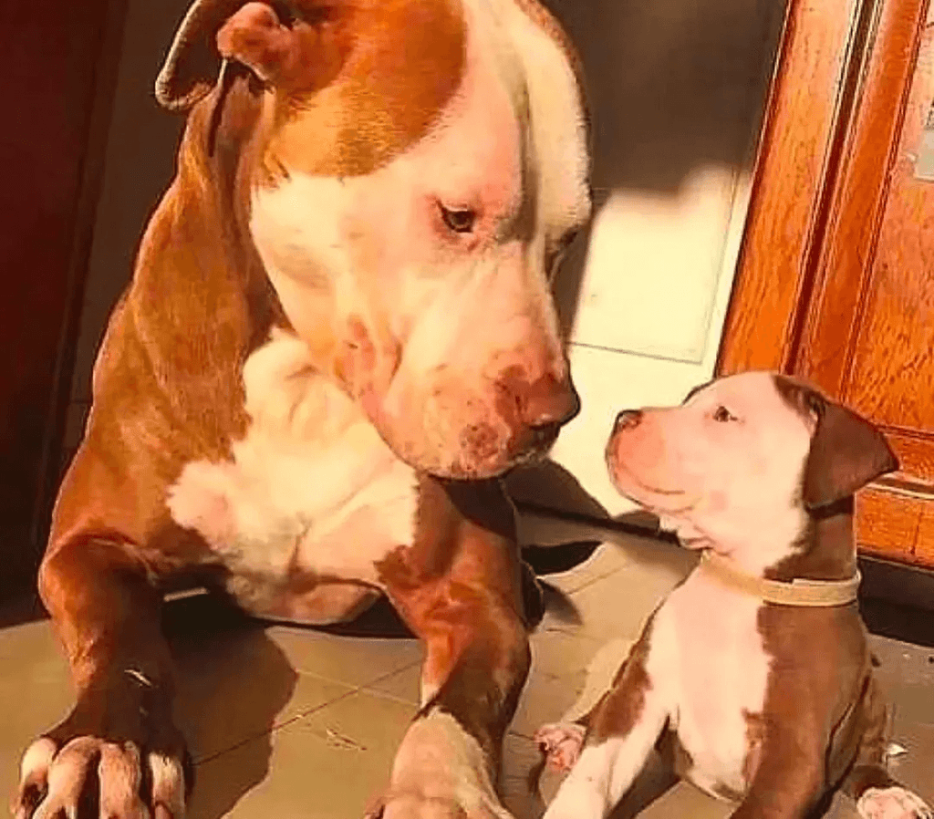 Daily Pitbull Funny Videos Will Cheer You Up #9