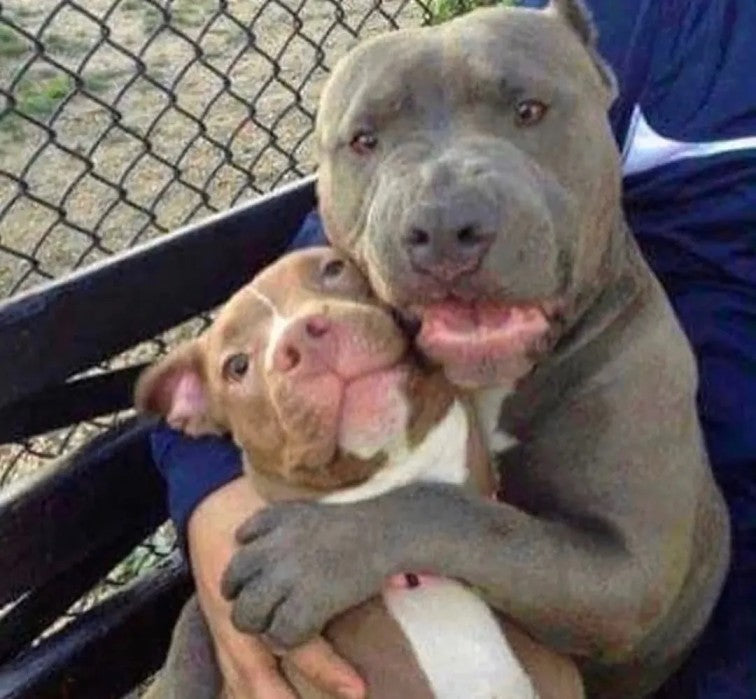Daily Pit bull Funny Videos Will Cheer You Up #2