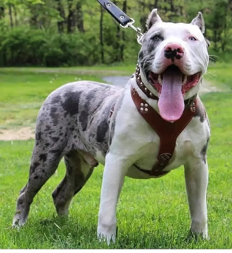 Daily Pit bull Funny Videos Will Cheer You Up #3