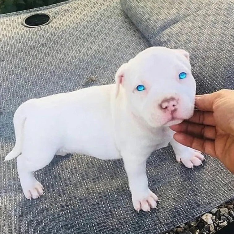 Daily Pit bull Funny Videos Will Cheer You Up #6